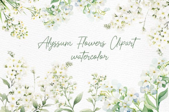 White Flowers Clipart Watercolor Alyssum: A Design Essential